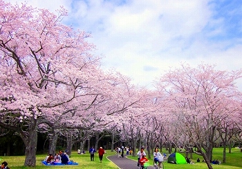 20160501_桜公園.jpg