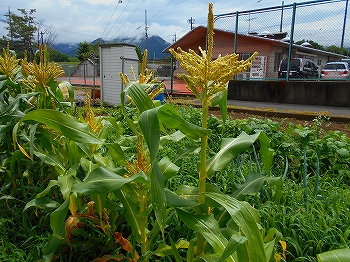 20180702-直富農園5.jpg